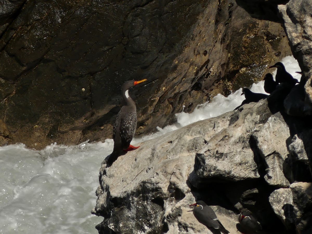 Red-legged Cormorant - ML150135301