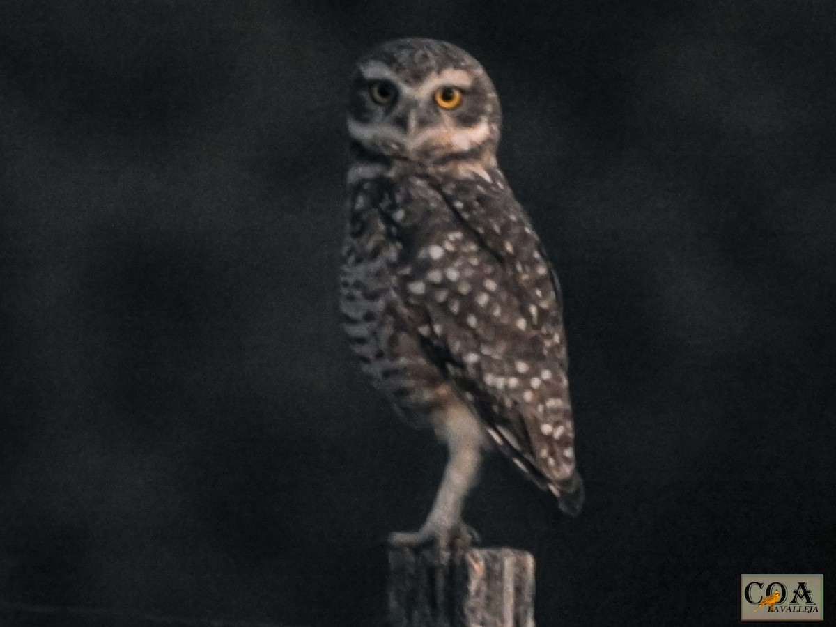 Burrowing Owl - Amed Hernández