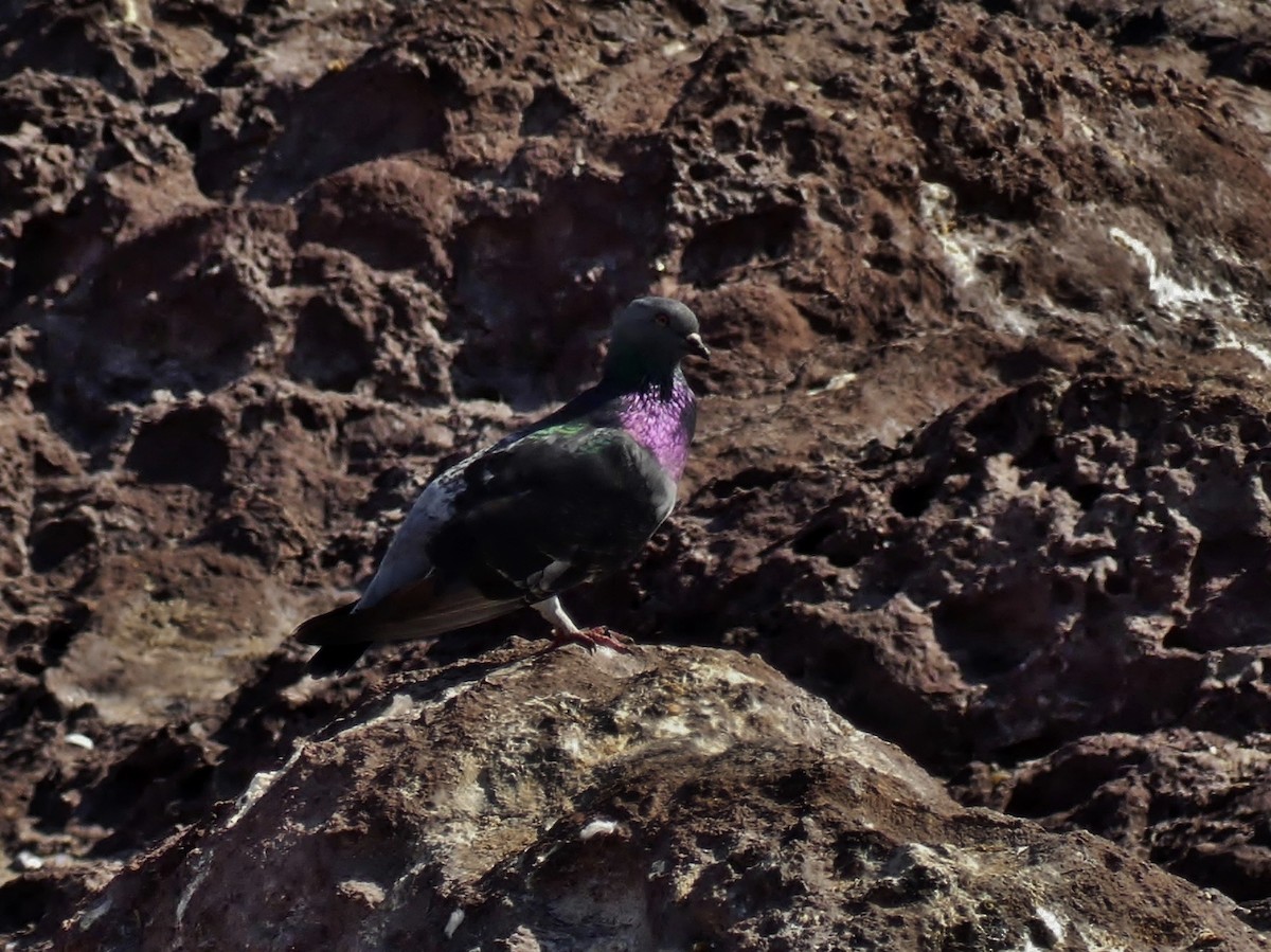 Rock Pigeon (Feral Pigeon) - Sharon MF