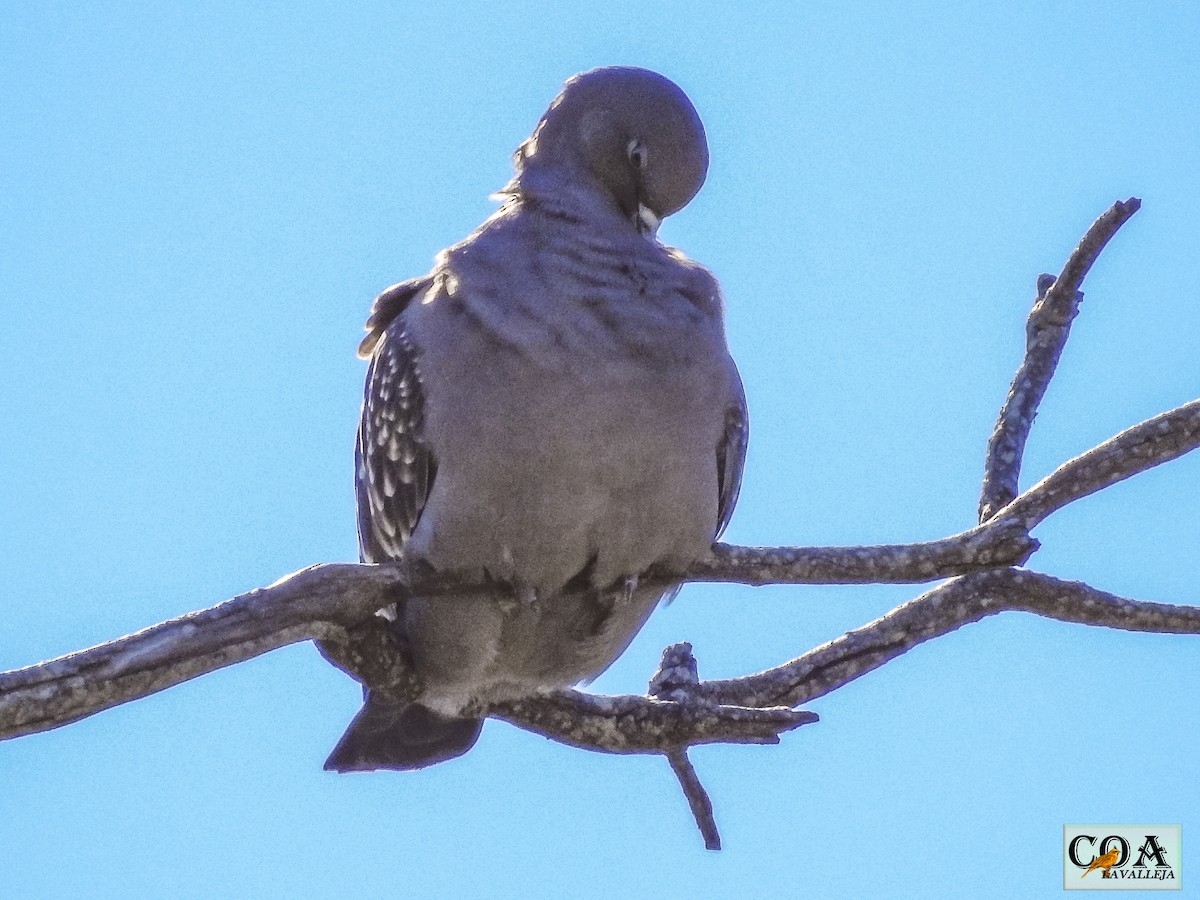 Spot-winged Pigeon - ML150136551