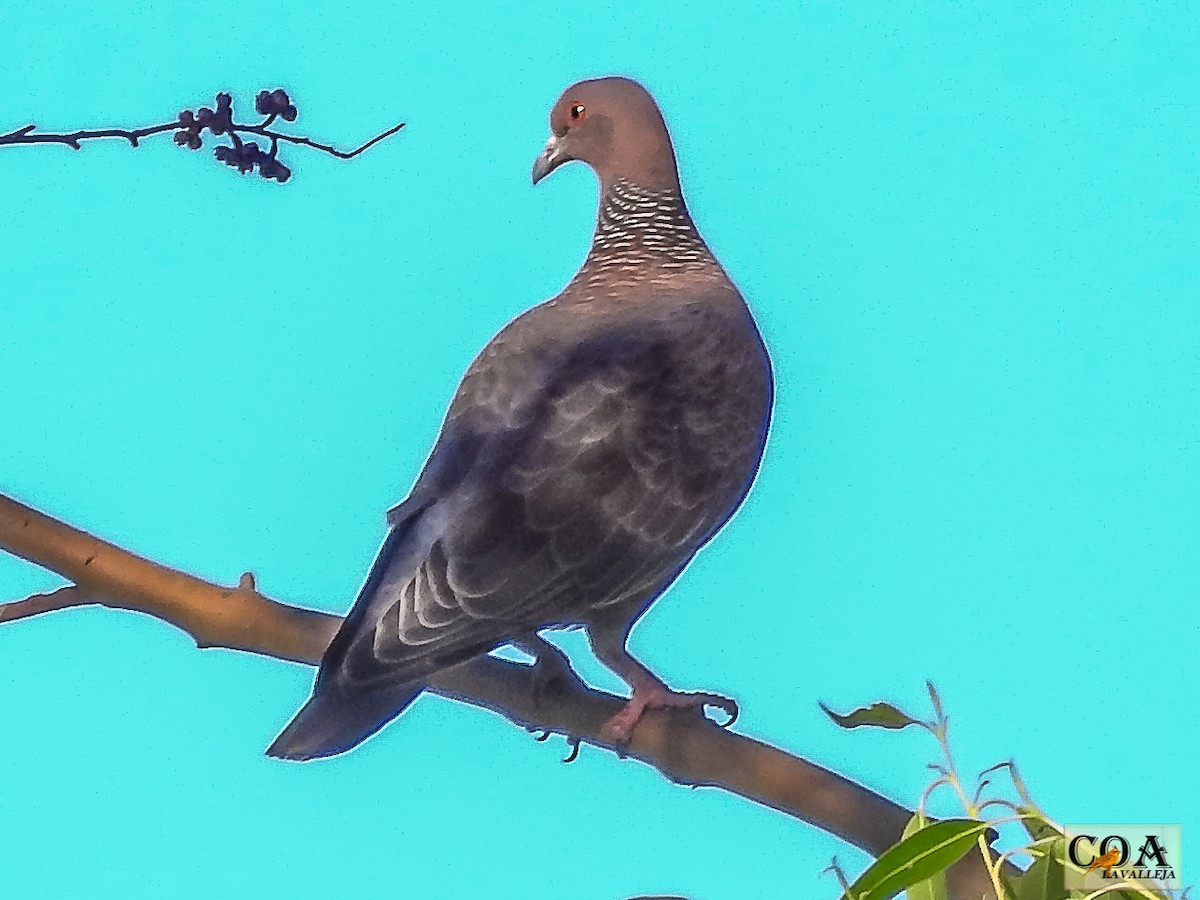 Picazuro Pigeon - ML150136561