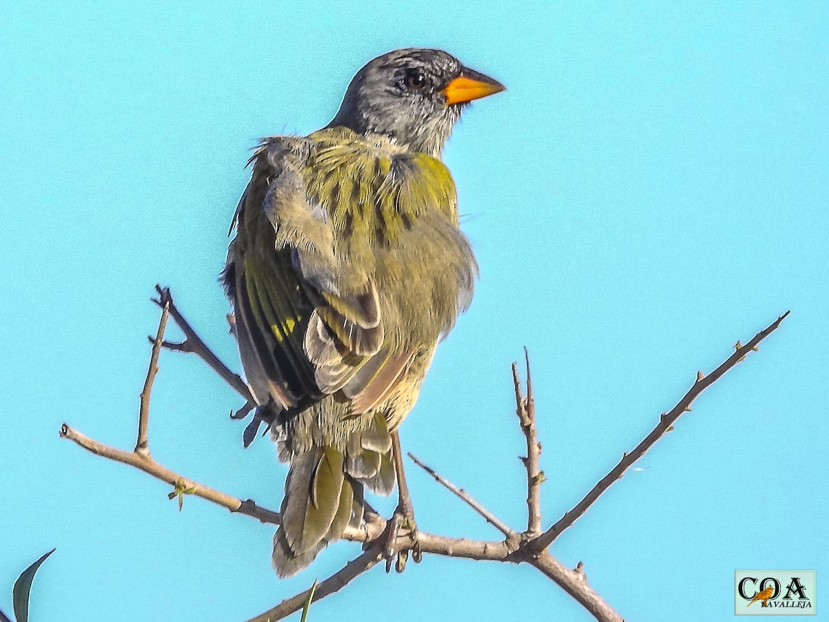 Great Pampa-Finch - Amed Hernández