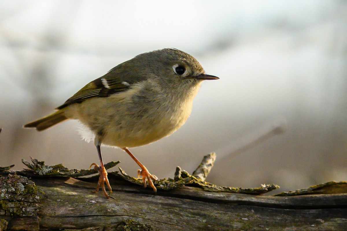 Ruby-crowned Kinglet - Gail Kahover