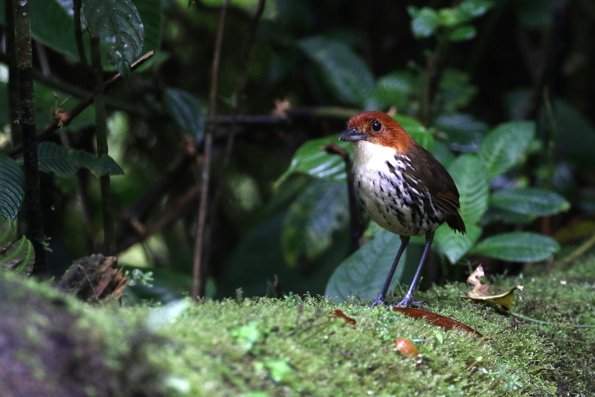 Chestnut-crowned Antpitta - Dave Beeke