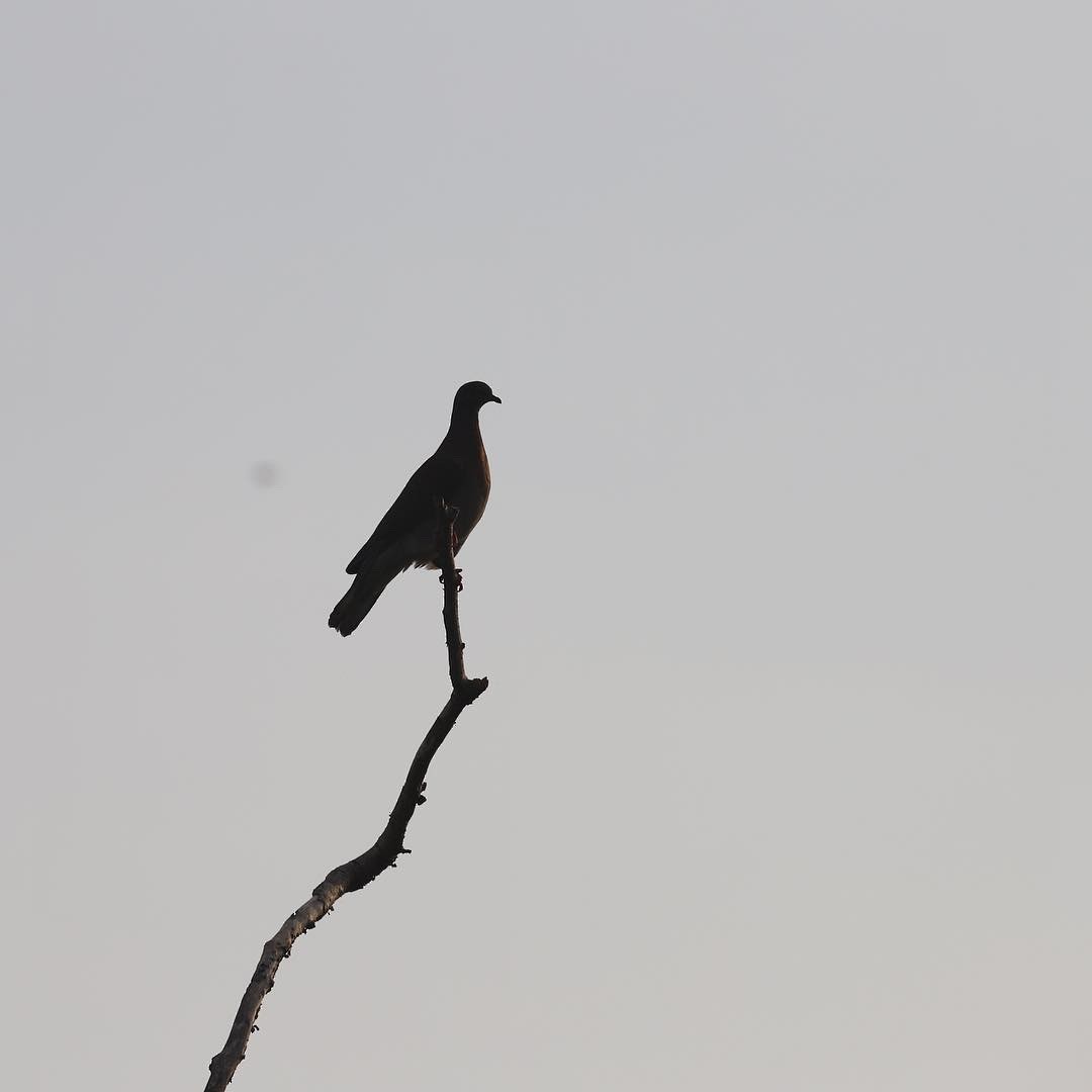 Pale-vented Pigeon - Luis Jose Kafie
