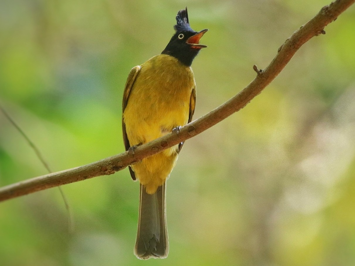 Black-crested Bulbul - Ravi naidu