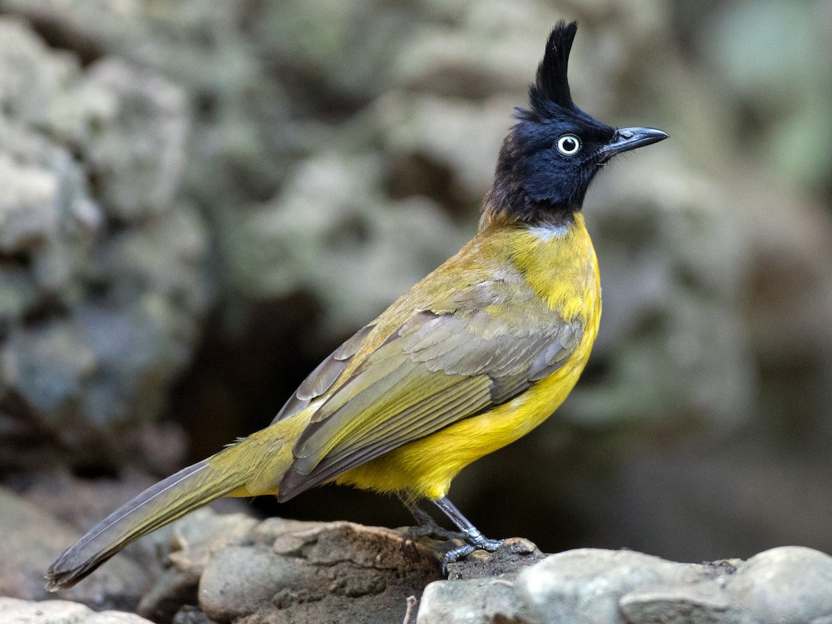 Black-crested Bulbul - Rubigula flaviventris - Birds of the World