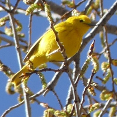 Yellow Warbler (Northern) - Kirsti Aamodt