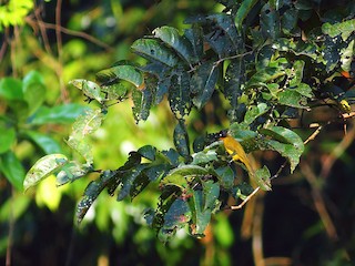  - Flame-throated Bulbul
