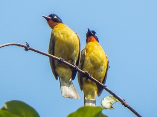  - Flame-throated Bulbul