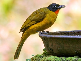  - Flame-throated Bulbul