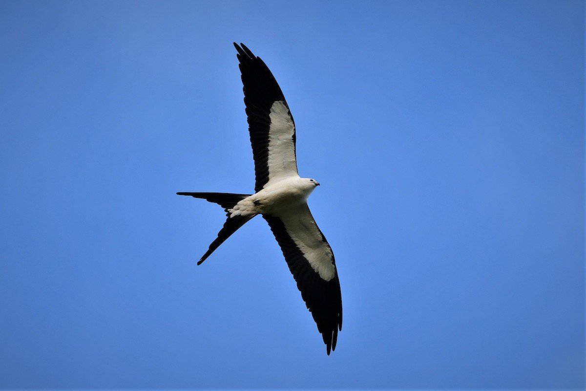 Swallow-tailed Kite - Brandon Nidiffer