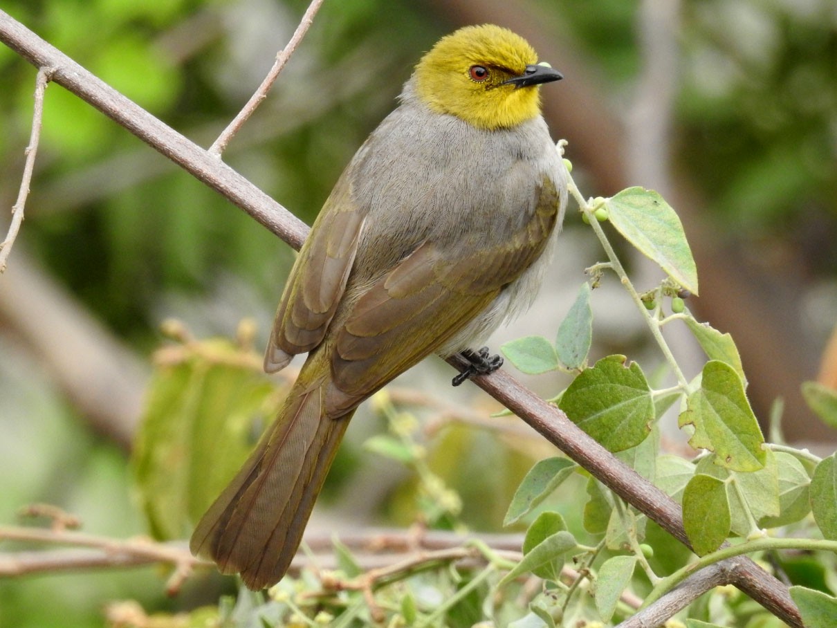 Yellow-throated Bulbul - Raja Bandi