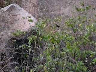  - Yellow-throated Bulbul
