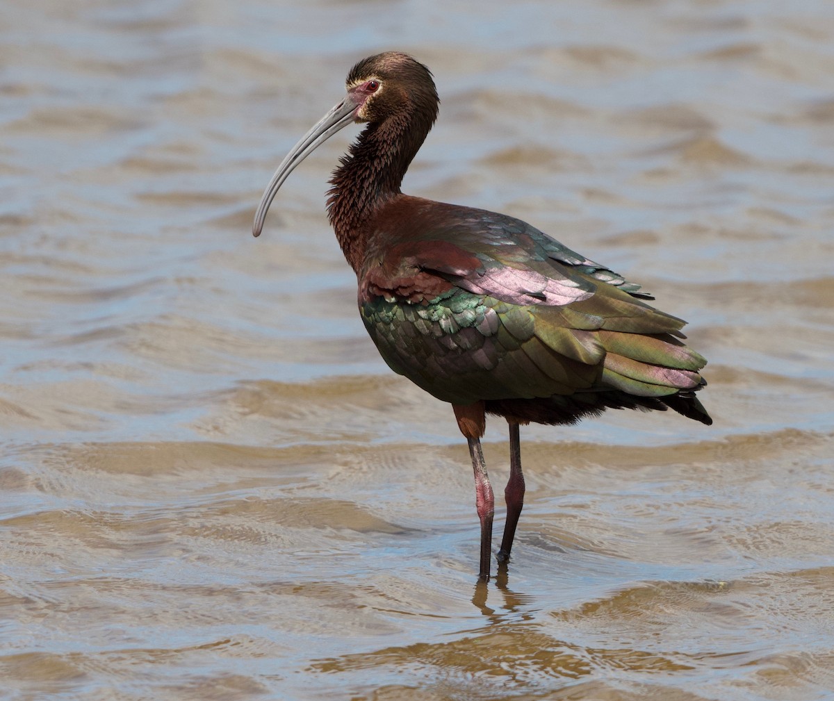 ibis americký - ML150146361