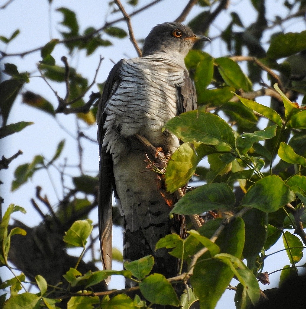 Common Cuckoo - ML150146401