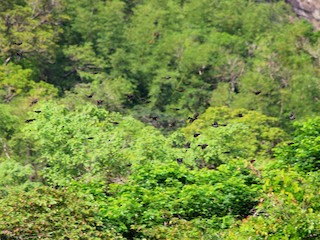  - Square-tailed Bulbul