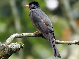 - Square-tailed Bulbul