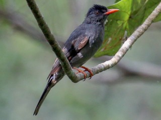  - Square-tailed Bulbul (Sri Lanka)