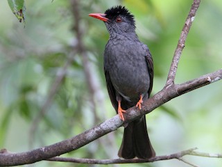  - Square-tailed Bulbul (Sri Lanka)