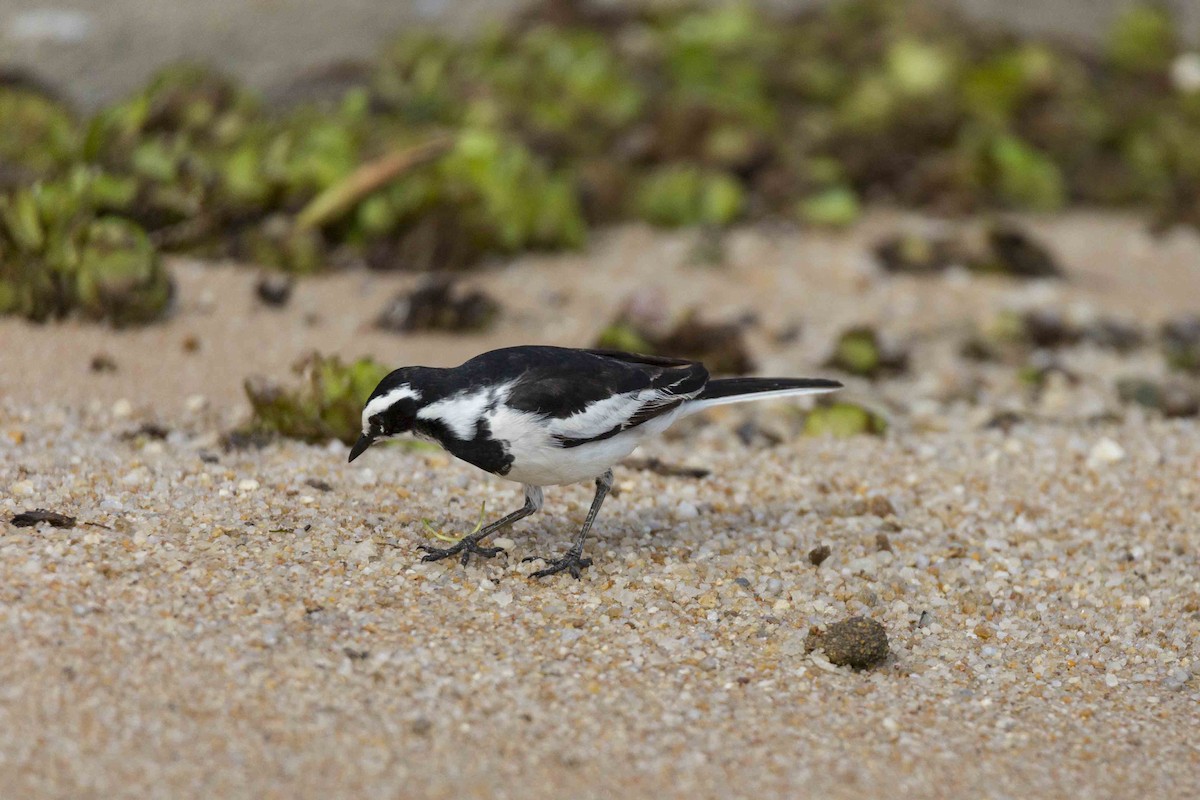 African Pied Wagtail - Jacob Poul Skoubo