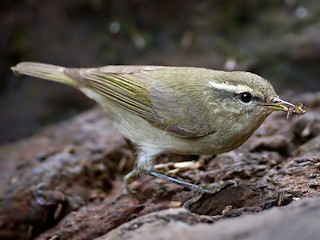  - Tytler's Leaf Warbler