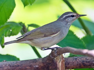  - Tytler's Leaf Warbler