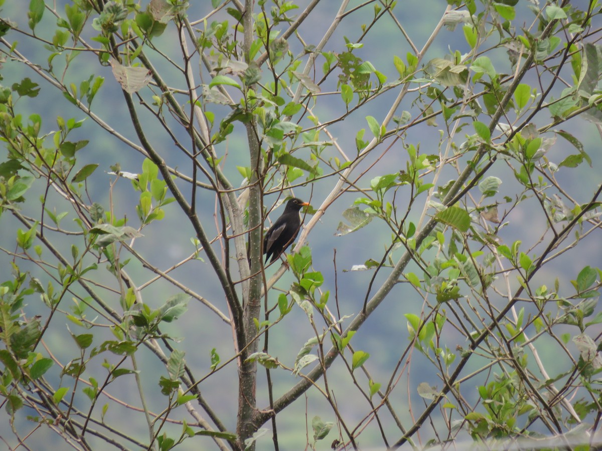 Gray-winged Blackbird - Sourav Halder