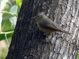  - Sulphur-bellied Warbler