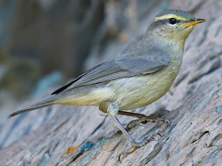  - Sulphur-bellied Warbler
