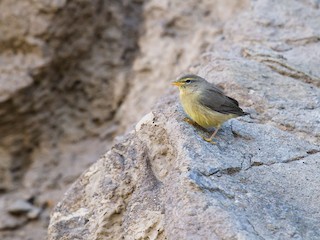  - Sulphur-bellied Warbler