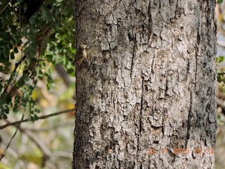  - Sulphur-bellied Warbler