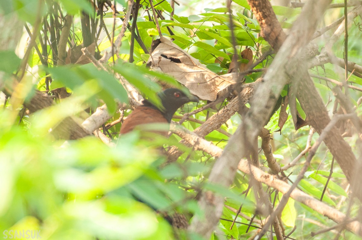 Greater Coucal - ML150150731