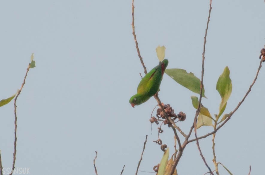 Vernal Hanging-Parrot - Sakkarin Sansuk