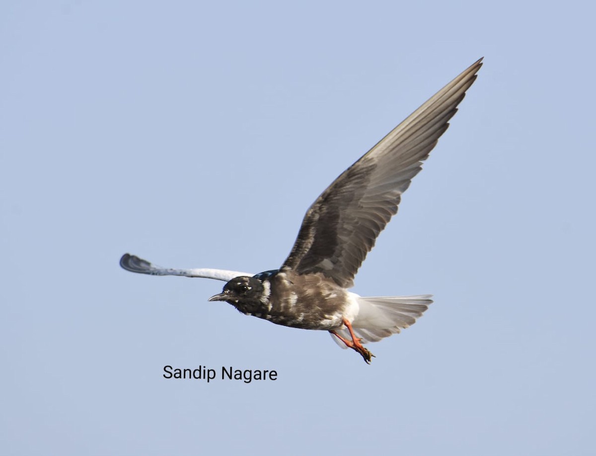 White-winged Tern - MH Rarities and Uncommoners (proxy account)