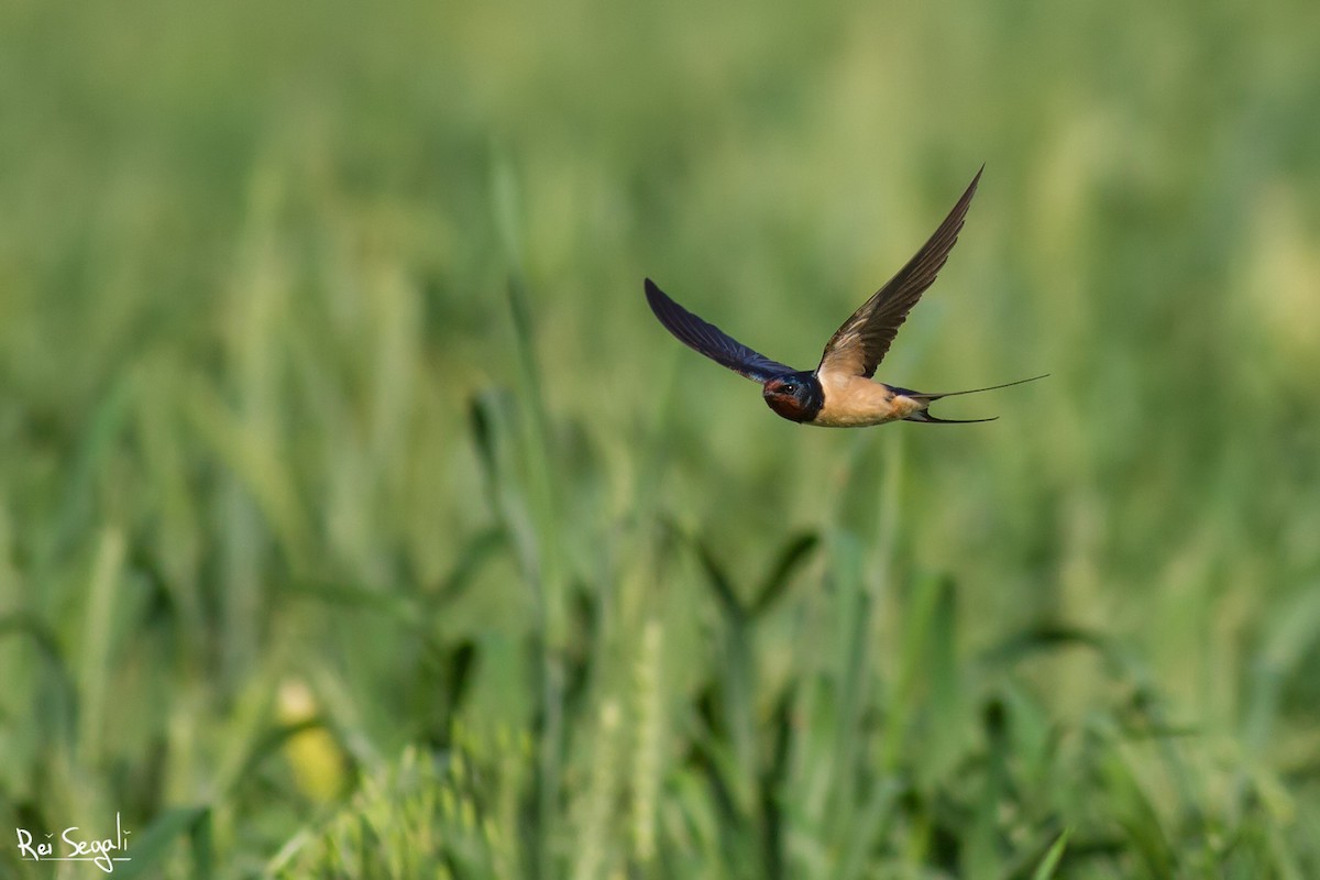 Barn Swallow - ML150152291