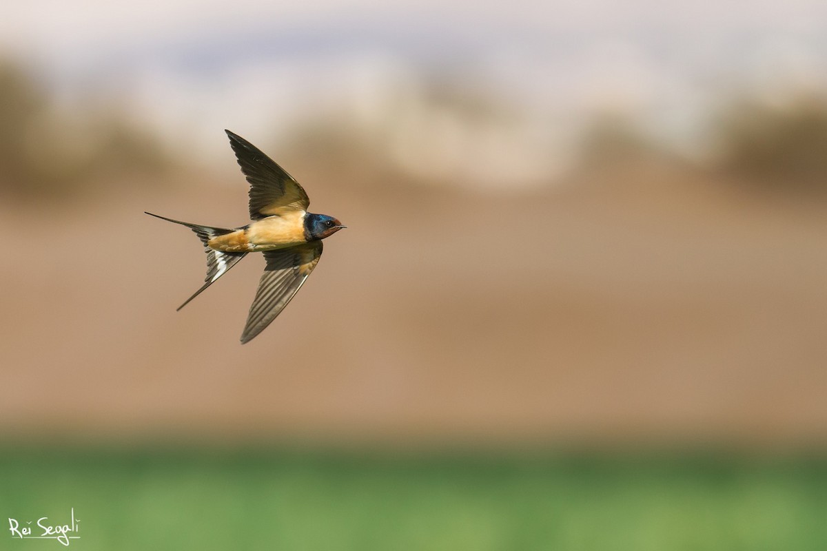 Barn Swallow - ML150152301