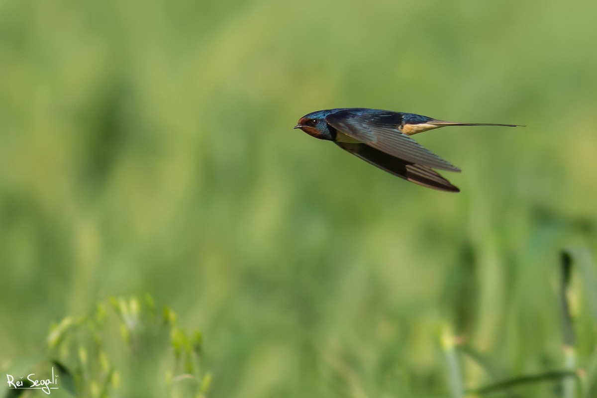 Barn Swallow - ML150152311