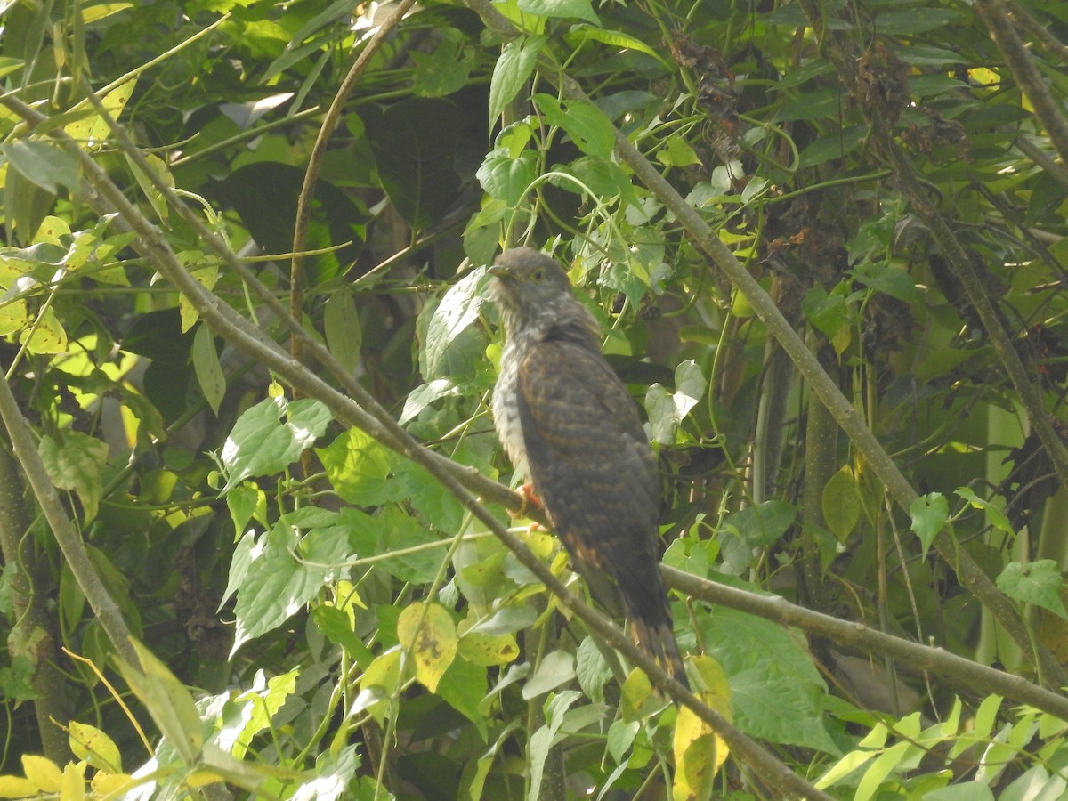 Common Hawk-Cuckoo - Afsar Nayakkan