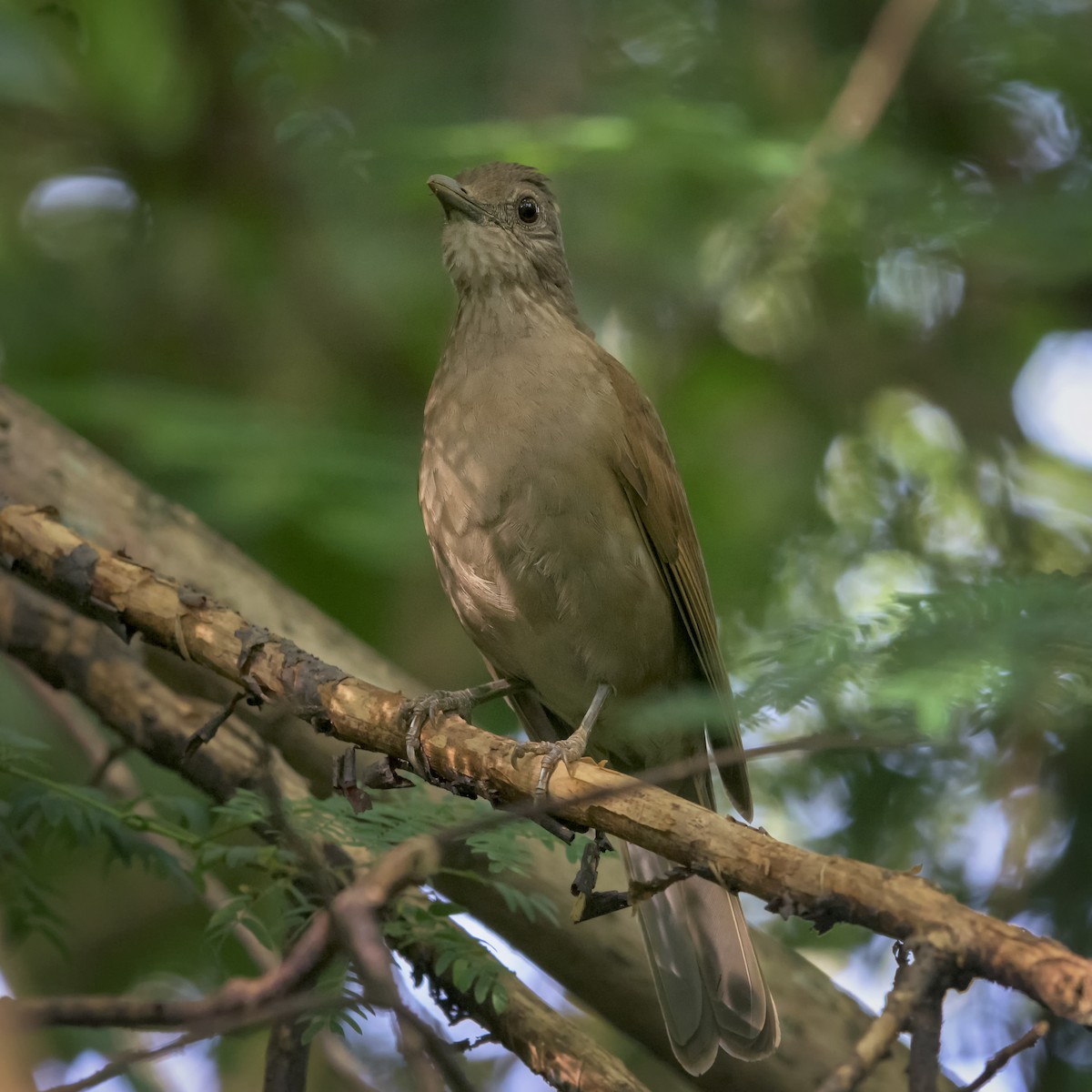 Pale-breasted Thrush - ML150154931