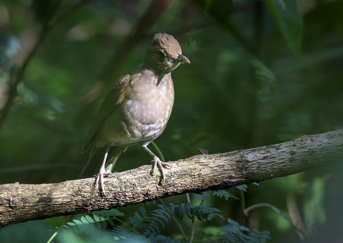 Pale-breasted Thrush - ML150154941