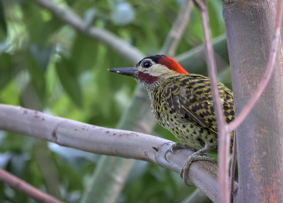 Green-barred Woodpecker - Humberto Mancuso