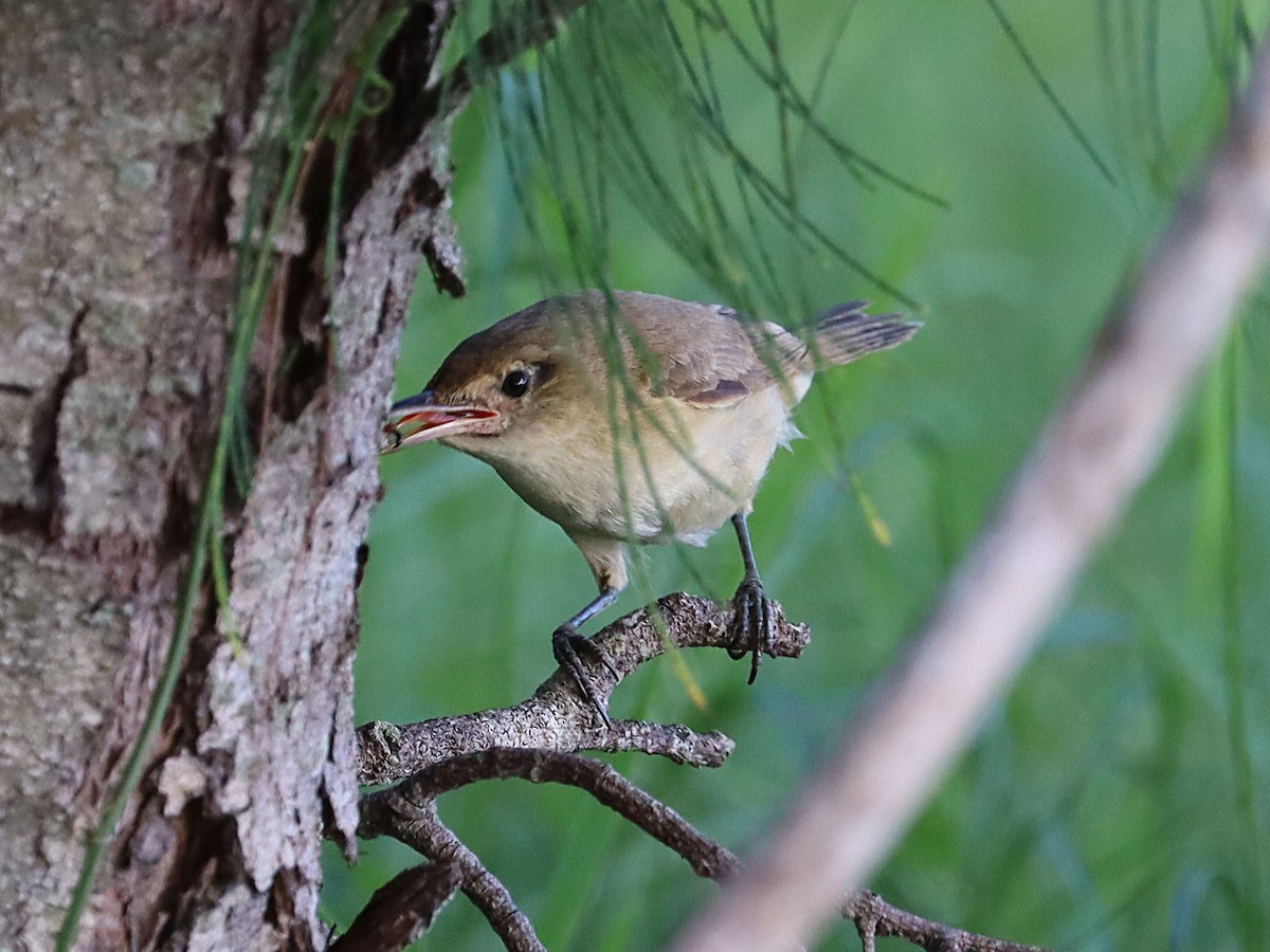 Australian Reed Warbler - jannette and peter manins