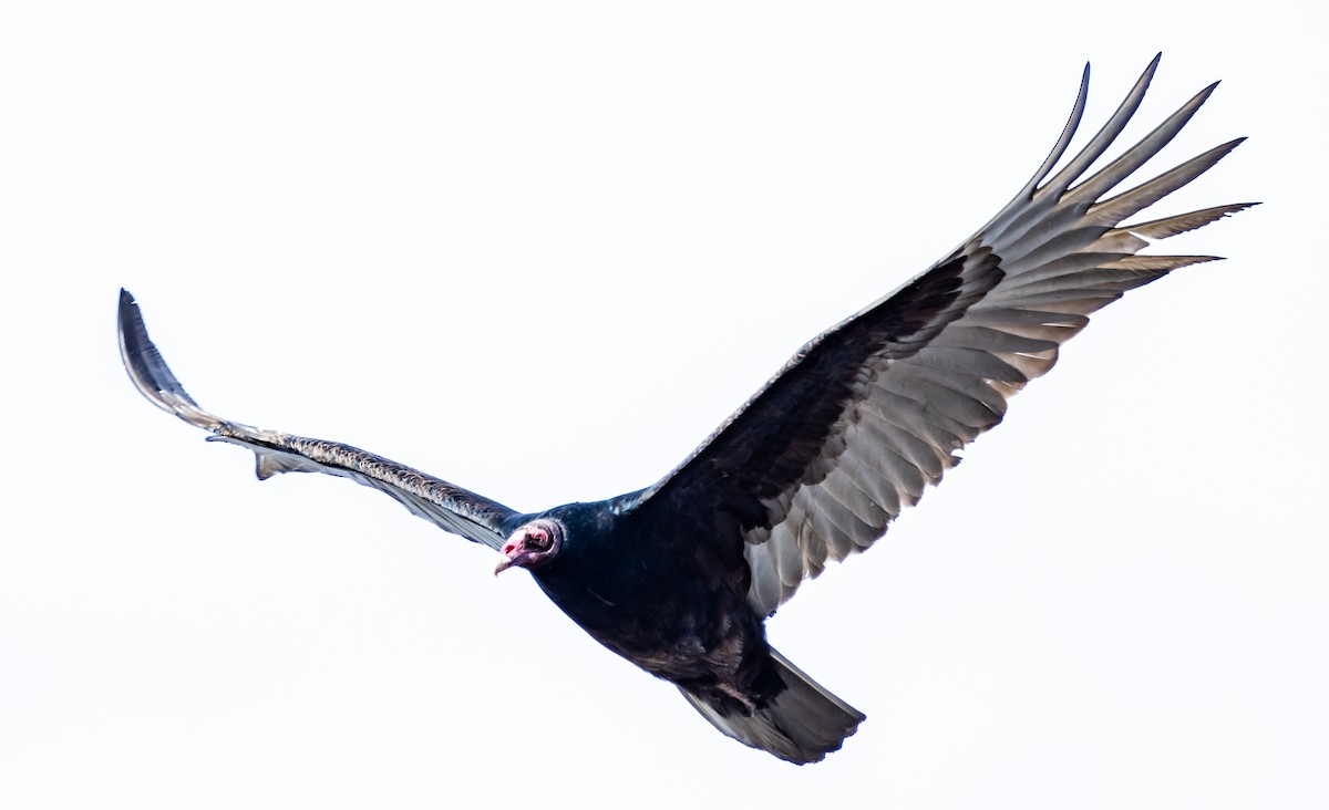 Turkey Vulture - Michael McGovern