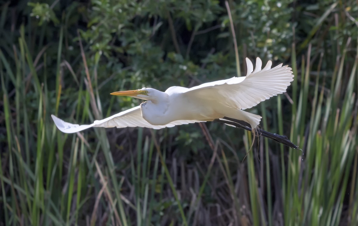 Great Egret - Humberto Mancuso