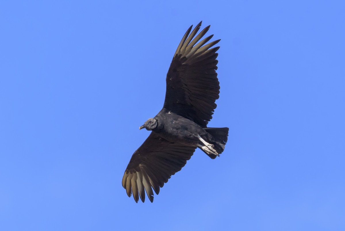 Black Vulture - Humberto Mancuso