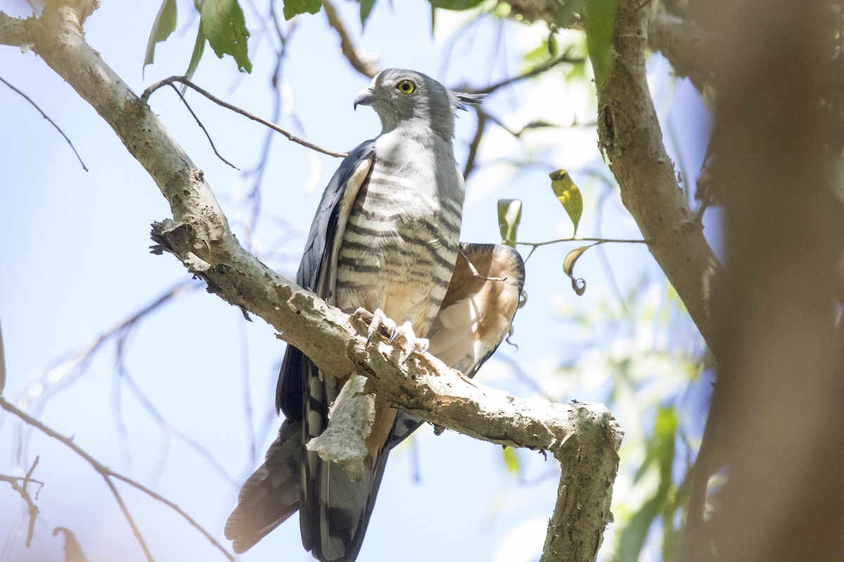Pacific Baza - John Cantwell