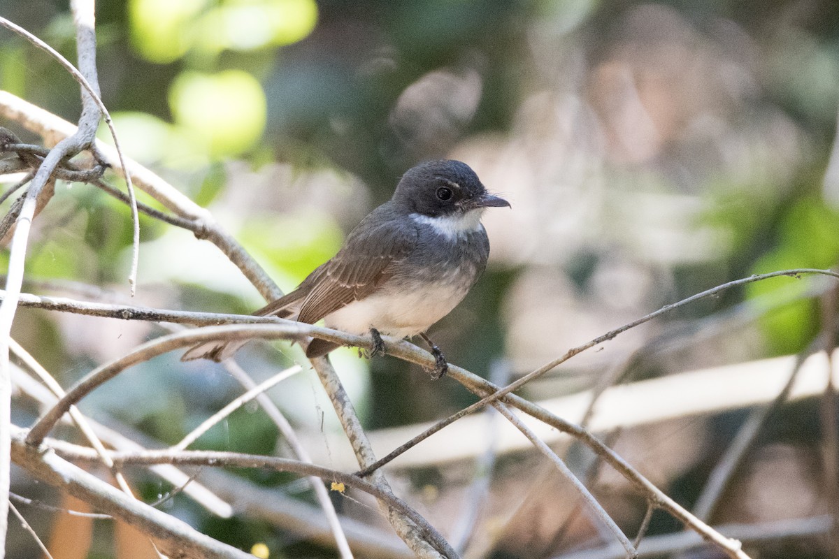 Northern Fantail - John Cantwell