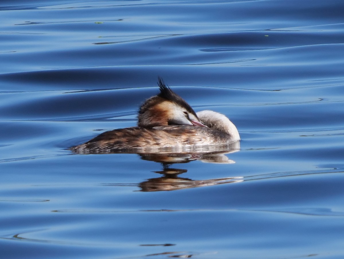 Great Crested Grebe - Peter Lowe