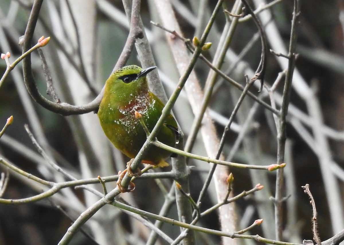 Fire-tailed Myzornis - Mark Smiles